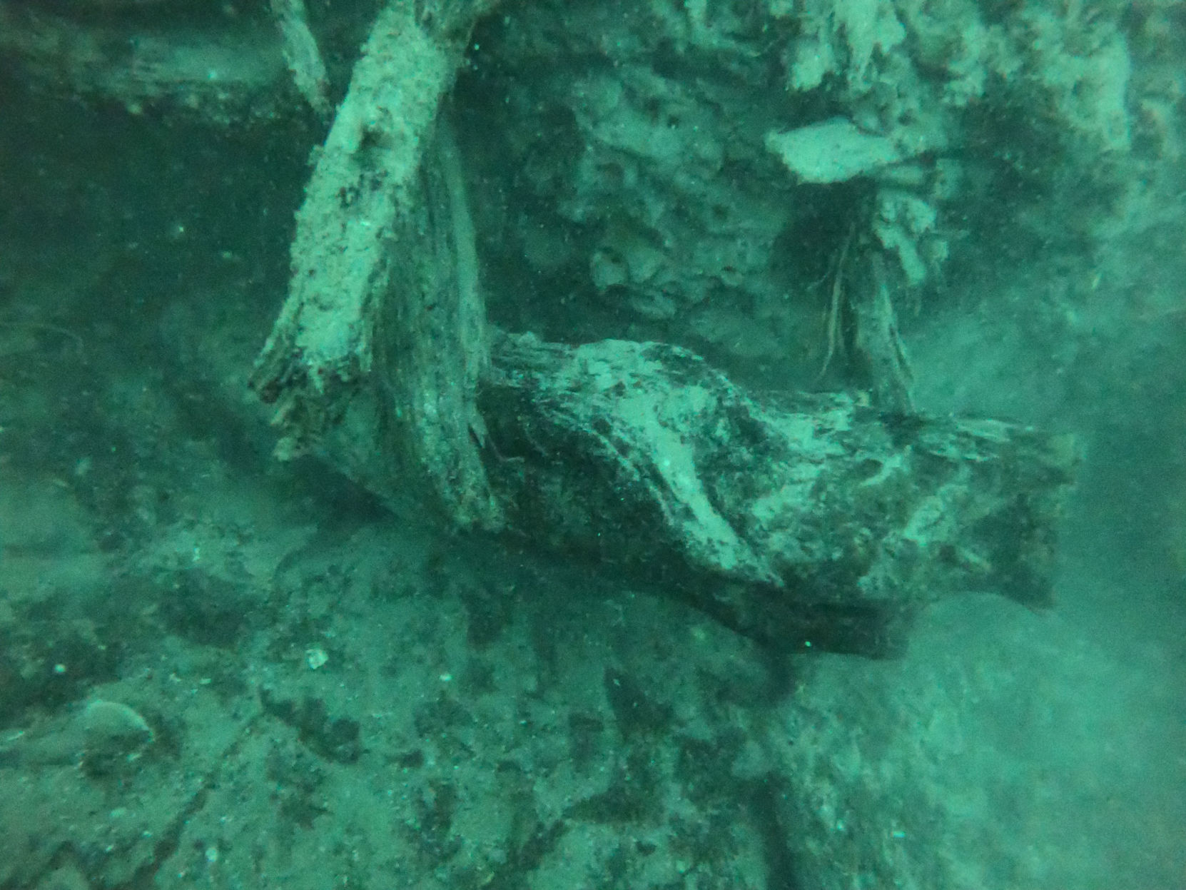 Underwater forest